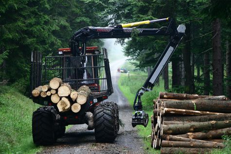 Foto: Forstarbeit im Wald