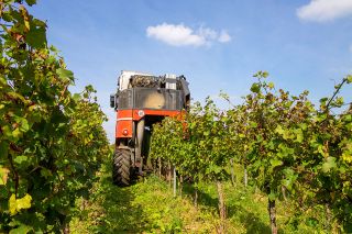 Foto: Weinbau