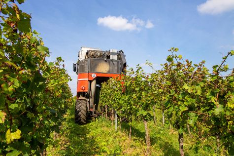 Foto: Weinbau
